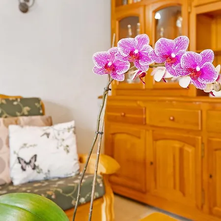 Casa Alegria 2 アパート マスパロマス